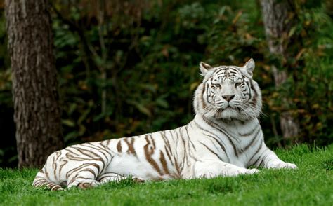 whats  meaning   white tiger