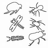 Insect Outline Coloring sketch template