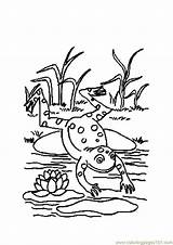 Coloring Pages Amphibians Amphibian Frog Library Clipart Jumping Clip sketch template