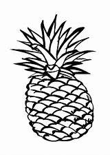 Pineapple Coloring Getdrawings sketch template