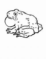 Frog Coloring Pages Bullfrog Drawing Getdrawings Bull sketch template