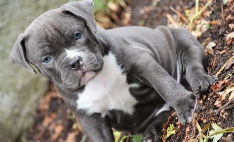 rules   jungle pit bull puppies