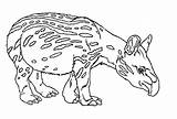 Tapir Coloring Pages Brazilian Animal Drawing Google Animals Diposting Oleh Admin Di Search sketch template