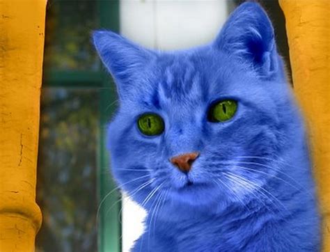 blue cat  photo funny cat dompictcom