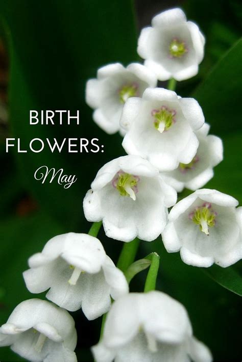 birth flowers may lily of the valley and hawthorn may birth flowers