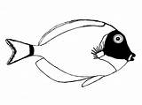Blue Tang Powder Surgeonfish Fish Outline Surgeon Vector Made Sketch Then So sketch template