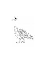 Goose Coloring Barren Domestic Flying sketch template