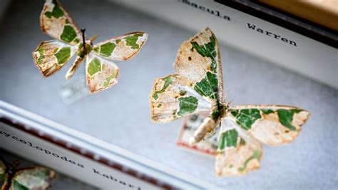 historic insect collection  modernize   virtual cornell