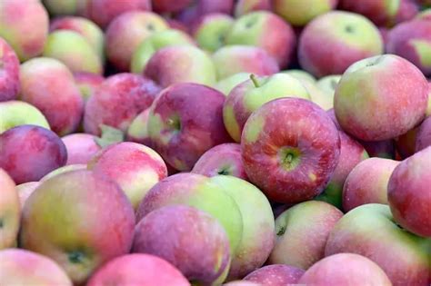 9 Best Types Of Apples For Apple Pie Cake Decorist