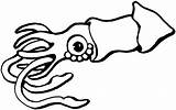 Squid Calamar Tintenfisch Colorear Stingray Sting Ausmalbild Educación Menta Getdrawings Coloringhome sketch template
