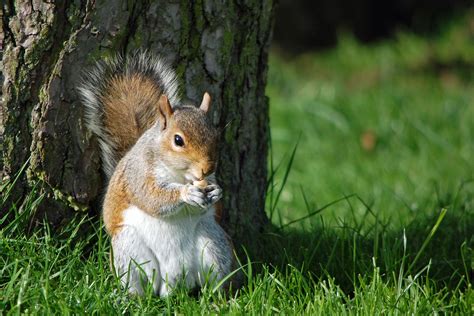 squirrel eating nut nature  photo  pixabay