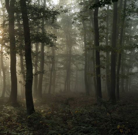 man fickt jungen im wald