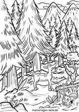 Wald Ausmalbild Malvorlage Ausmalbilder Natur Nadelwald Immer Klick Kindgerecht öffnet Gestaltung Sich sketch template
