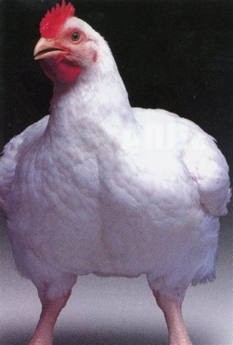 white broilers purely poultry