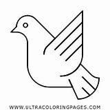 Colorir Pombo Piccione Pigeon sketch template