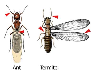 termites gillen pest control