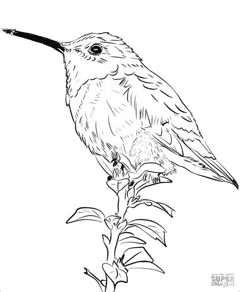 hummingbird coloring pages coloringbay
