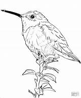 Hummingbird Coloring Pages Realistic Allen Hummingbirds Drawing Coloringbay Categories sketch template