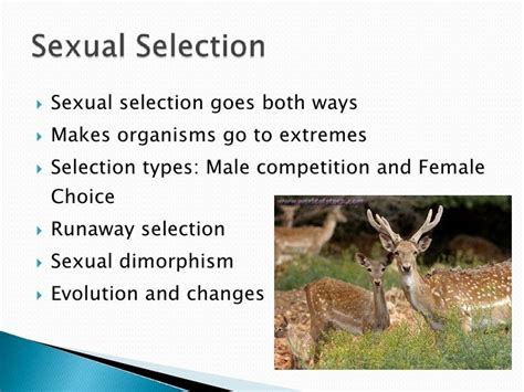 Sexual Selection