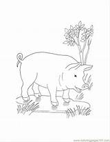 Coloring Pig Printable Puddle Kids Pages Getcolorings Ecoloringpage sketch template