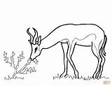 Springbok Africa South Coloring Pages Drawing Animals Outline Printable Gazelle Template Drawings Dot Crafts Impala 6kb 1500 Sketch sketch template