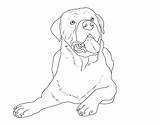 Rottweiler Ausmalen Welpen Ausmalbild Nachmalen Malvorlage Hund Hunderassen Kostenlose sketch template