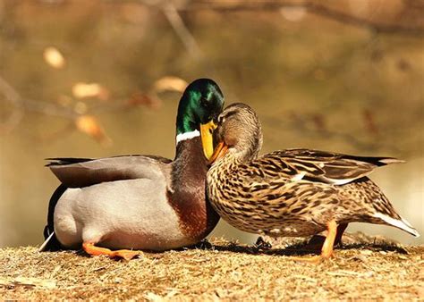 dont    ducks  fighting  kissing    cute