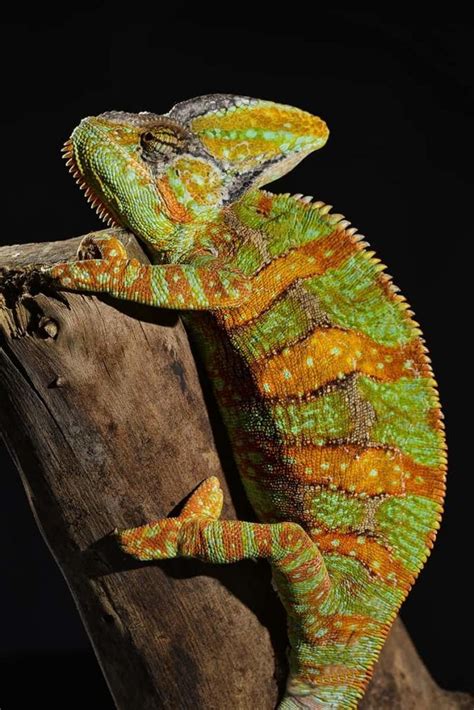 chameleon photo gallery pictures of panther chameleon pictures veiled
