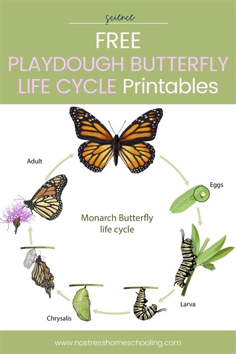 butterfly life cycle  kids printable lupongovph