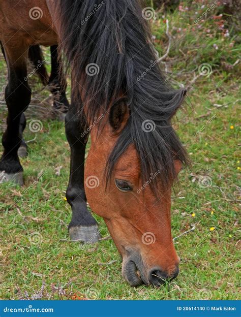 wild pony grazing stock photo image  outdoor horse