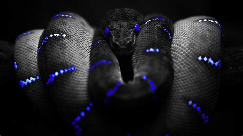blue snake  cometttail  deviantart
