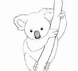Koala Coloring Animals Pages Printable Print Drawing Drawings Kb sketch template