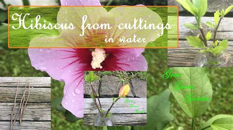 grow hibiscus cuttings  waterupdates    days youtube