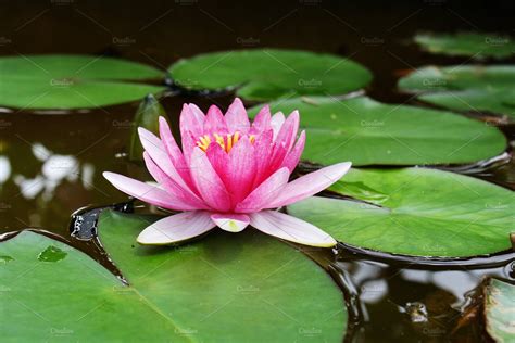 lily pad flower high quality nature stock  creative market
