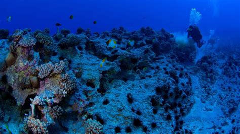 report reveals french polynesias mountainous underwater landscape