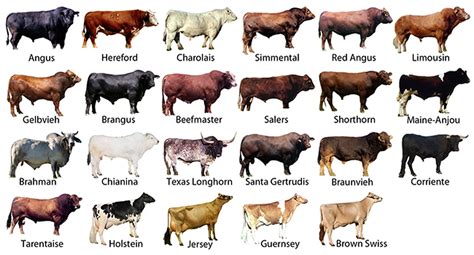 dairy cows breeds   philippines