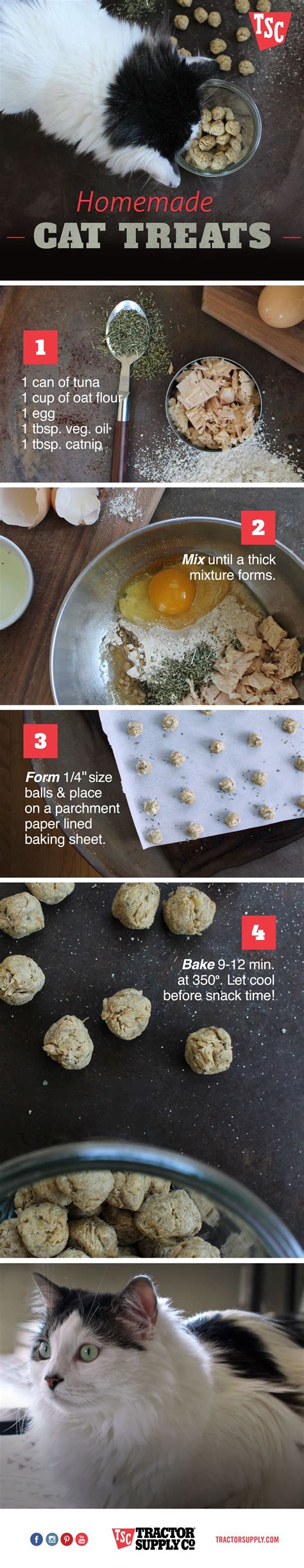 These Easy To Make Homemade Cat Treats With Tuna And Catnip Will Have