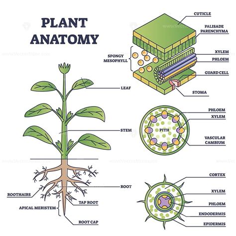 diagram  plant anatomy  labeled parts