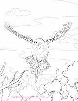 Budgie Coloring Pages Parakeet Drawing Print Color Conure Sun Getdrawings Popular sketch template