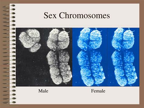 ppt chromosomes powerpoint presentation free download id 39746