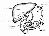 Liver Digestive Getdrawings Brooksidepress sketch template