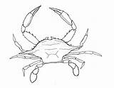 Crab Drawing Line Blue Drawings Getdrawings Style Chesapeake Bay Paintingvalley sketch template