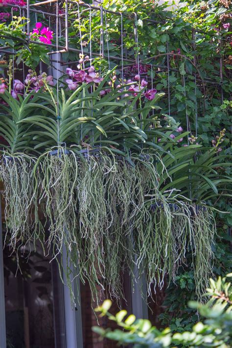Test Your Orchid Iq—how Do Orchid Roots Work My Chicago Botanic Garden