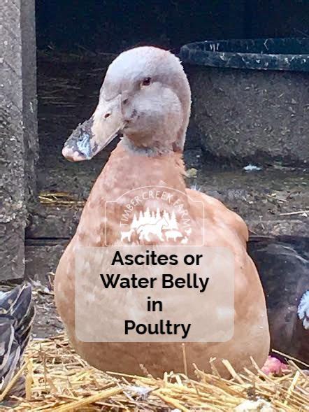 Ascites In Chickens And Ducks Water Belly Timber Creek