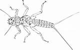 Insect Spiny Nymph Insects Winged sketch template