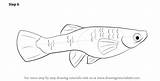 Guppy Drawing Draw Step Drawingtutorials101 Finishing Adding Required Touch Complete Final Fishes Tutorials sketch template