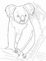 Koala Bear Coloring Pages Printable Tree Koalas Supercoloring Baby Cute Colouring Sheets Category Categories sketch template
