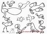 Coloring Pages Bird Birds Different Views sketch template