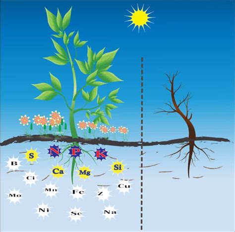 【ᐅ】pflanzen nährstoffe die wichtigsten hauptnährstoffe und spurenelemente
