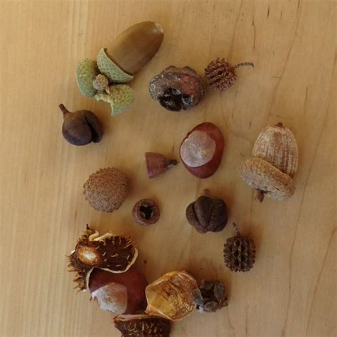 nuts  seeds writes  nature